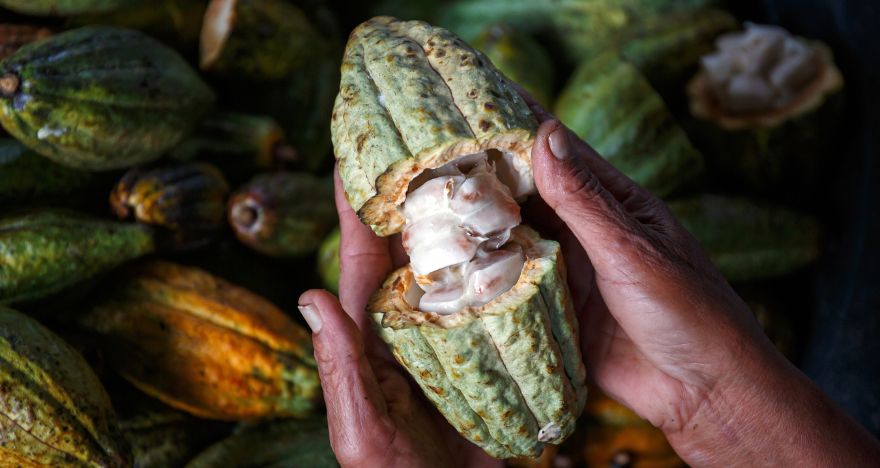 The Ultimate Guide To Sustainable Cacao Sourcing