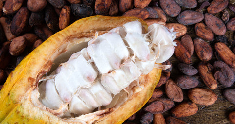 Fresh Cacao Pod